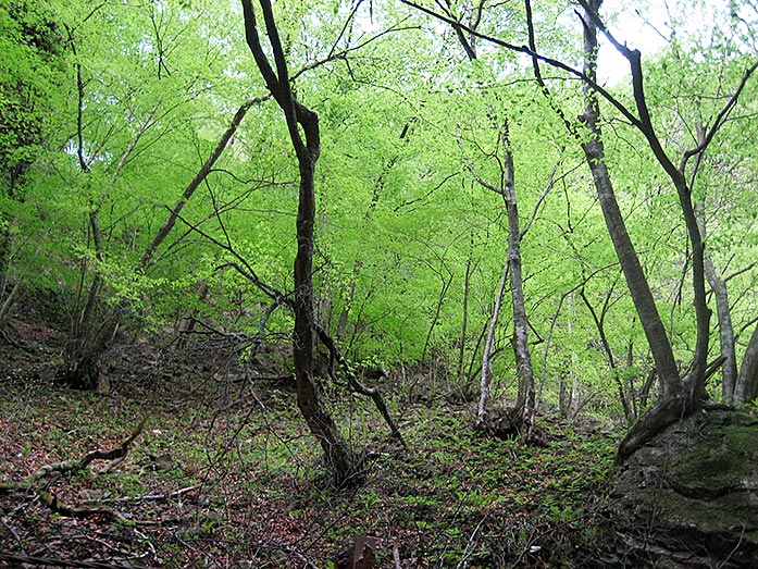 Dense Forest in Shiobara Valley