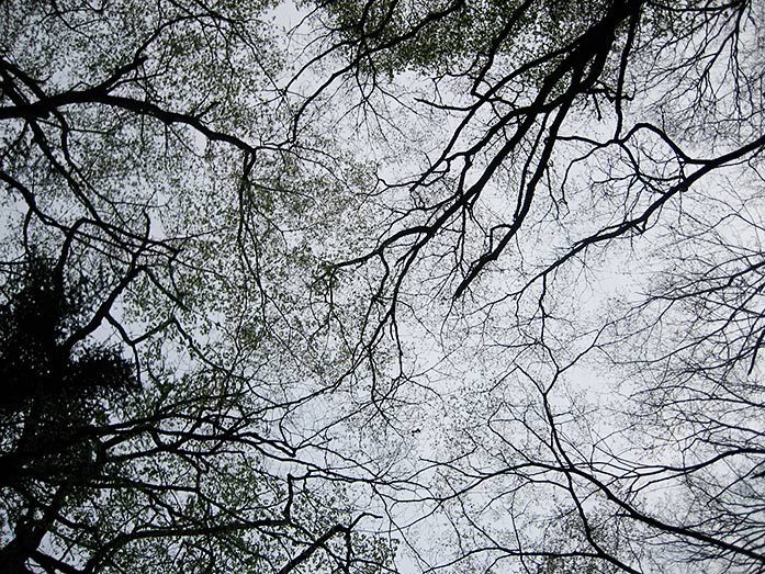 Trees and Sky in Shiobara Valley