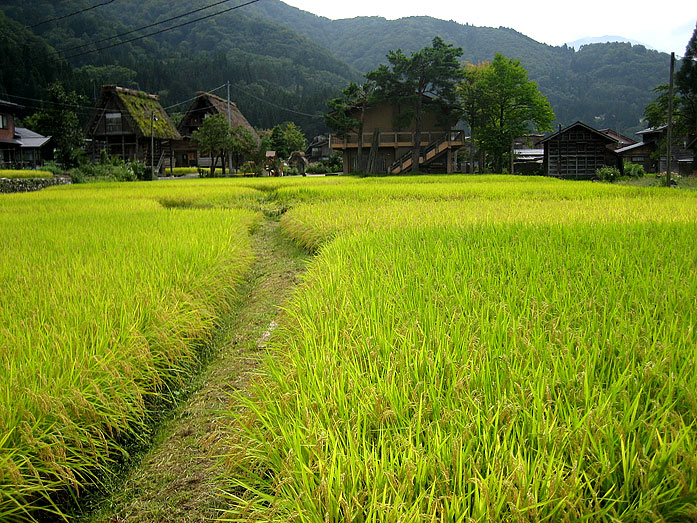 Shirakawago Village Gassho-Zukuri Farmhouses