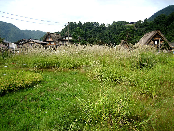 Shirakawago Village Gassho-Zukuri Farmhouses