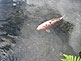 Shirakawago Village Koi Fish Pond