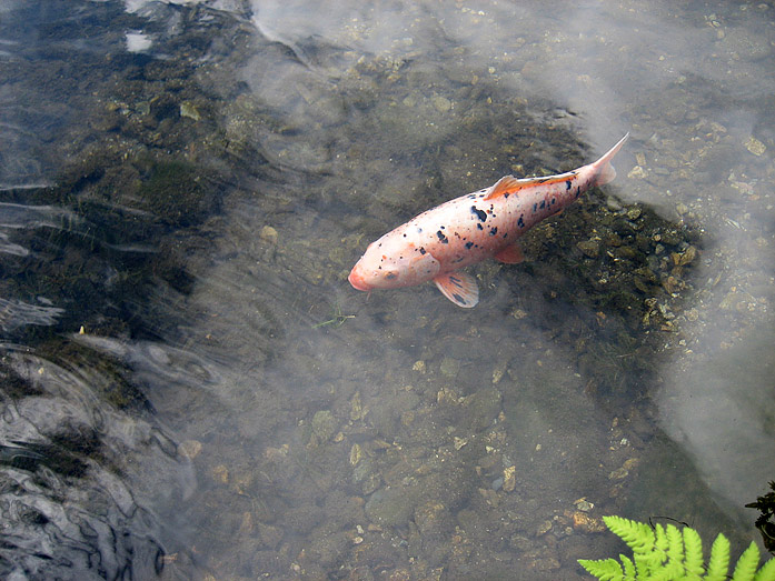 Shirakawago Village Koi Fish Pond