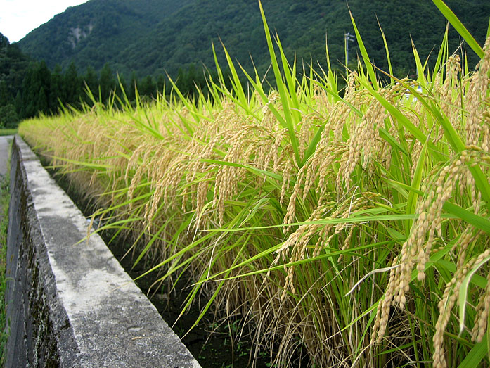 Shirakawago Village Rice Field