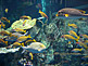 Toba Aquarium