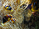 Toba Aquarium