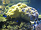 Toba Aquarium