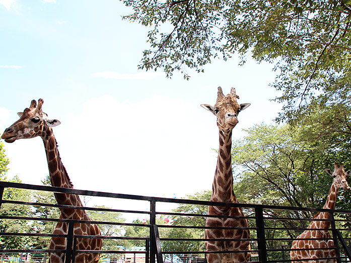 Giraffes in Utsunomiya Zoo