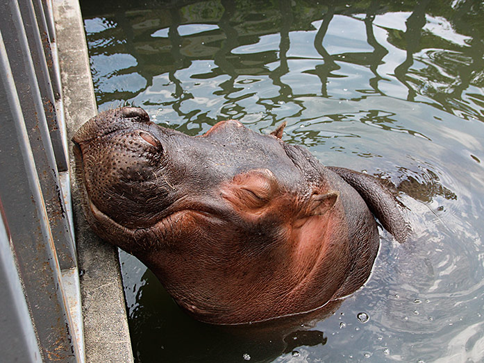 Hippo in Utsunomiya Zoo