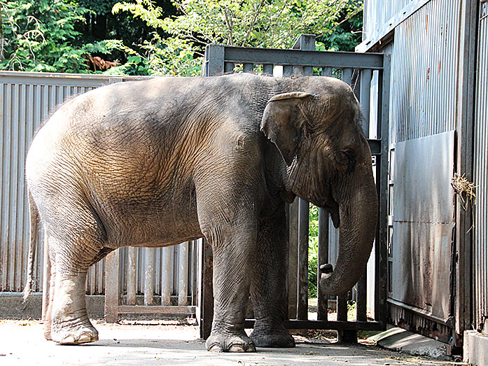 Elephant in Utsunomiya Zoo
