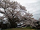 Cherry Blossom Season (Sakura) in Yaita, Tochigi Prefecture