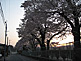 Cherry Blossom Season (Sakura) in Yaita, Tochigi Prefecture