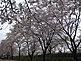 Cherry Blossom Season (Sakura) in Yaita, Tochigi Prefecture