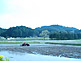 Rice Field in Yaita City in Tochigi Prefecture
