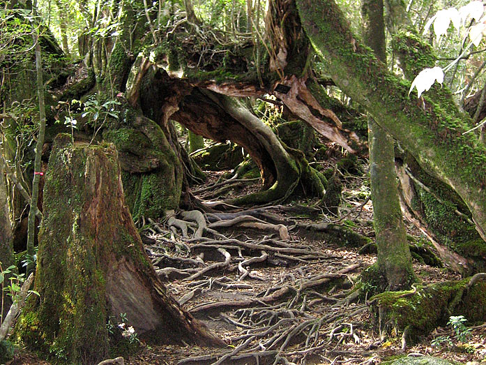 Yakushima Island Shirataniunsuikyo area with old Cedar Trees