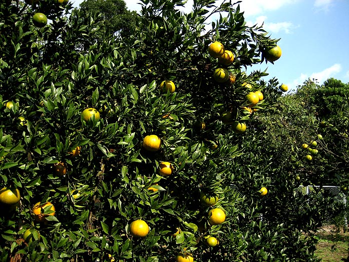 Yakushima Island Orange Plantation