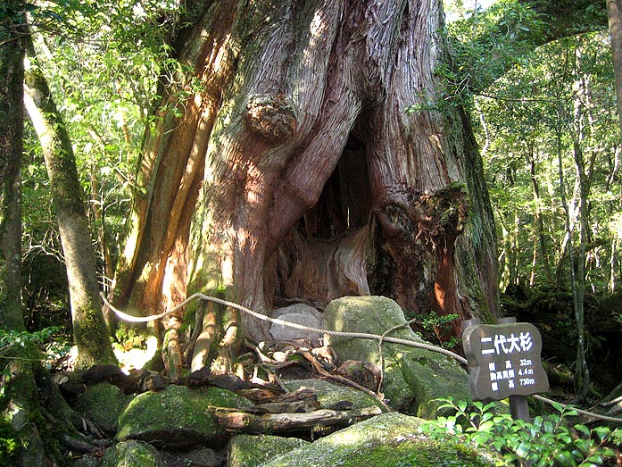 Yakushima Island Shirataniunsuikyo Area with old Cedar Tree