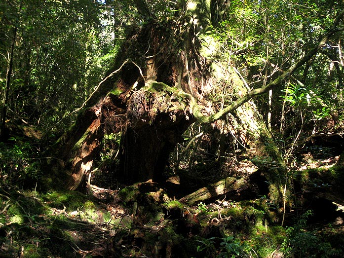 Yakushima Island Shirataniunsuikyo amazing Cedar Tree