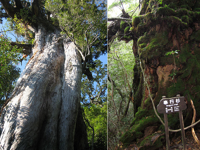 Bugyou Sugi, Yakushima Island