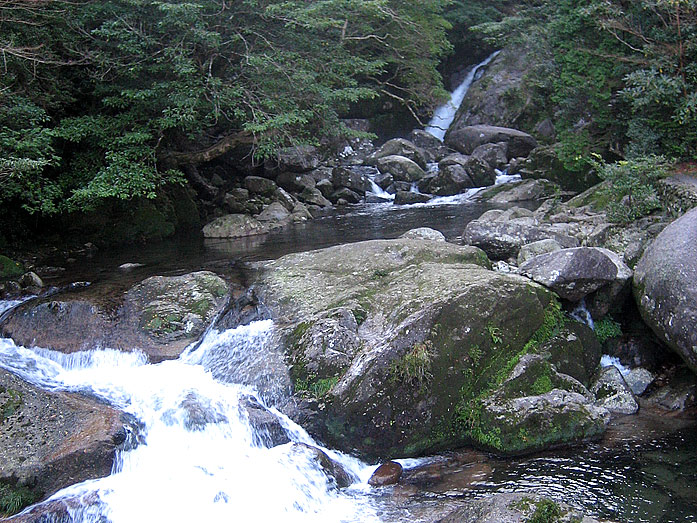 Yakushima Island Shirataniunsuikyo known as Princess Mononoke Forest