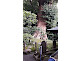 Sacred Tree Egara Tenjinsha Shrine in Kamakura