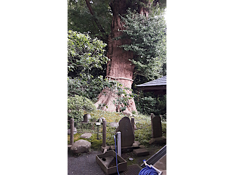 Sacred Tree Egara Tenjinsha Shrine in Kamakura