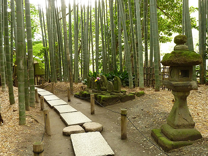 Bamboo Grove Hokokuji Temple in Kamakura