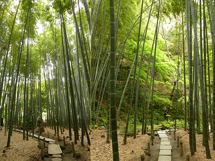 Bamboo Grove Hokokuji Temple in Kamakura