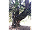 Byakushin Chinese Juniper within Kenchoji Temple grounds in Kamakura