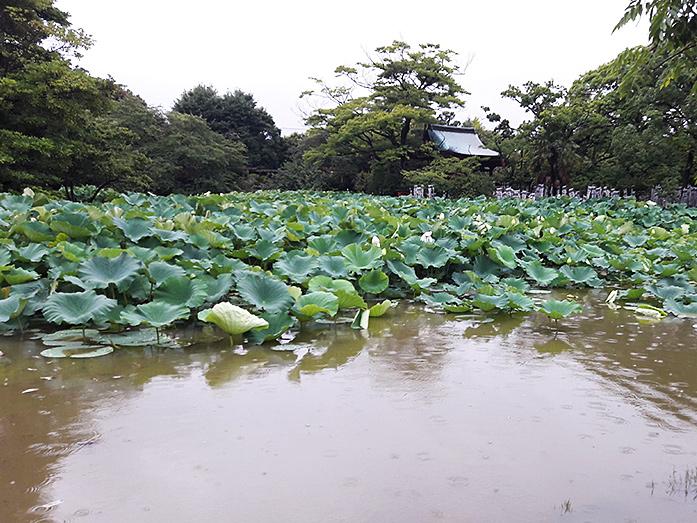 Genpei Pond Tsurugaoka Hachimangu Shrine in Kamakura