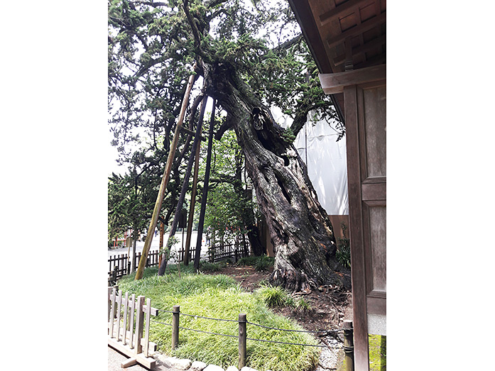 Map of Tsurugaoka Hachimangu Shrine in Kamakura