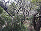 Muso Soseki Garden of Zuisenji Temple in Kamakura