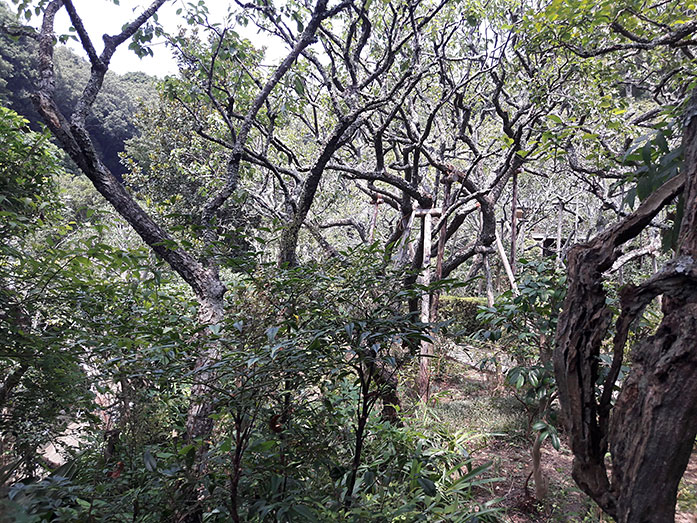 Zuisenji Muso Soseki Garden