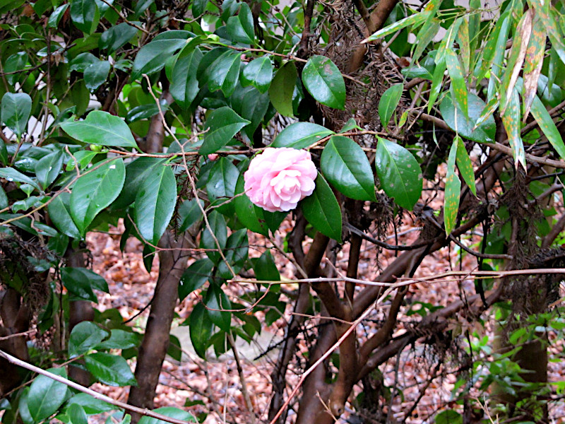 Camellia Japonica in Kitano-cho Kobe