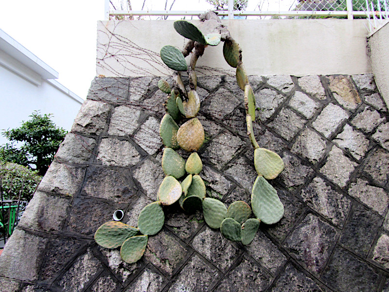 Cactus Opuntia Ficus Indica in Kitano-cho Kobe