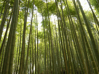 Arashiyama Bamboo Grove