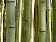 Arashiyama Bamboo Grove in Kyoto