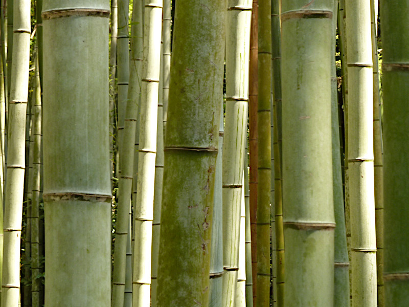 Arashiyama Bamboo Grove in Kyoto