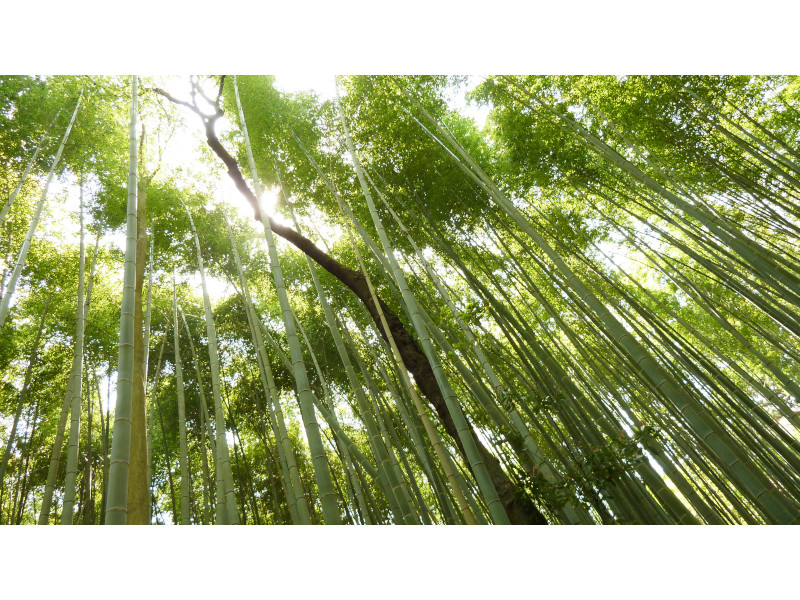 Arashiyama Bamboo Grove in Kyoto