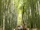 Arashiyama Bamboo Grove in Kyoto