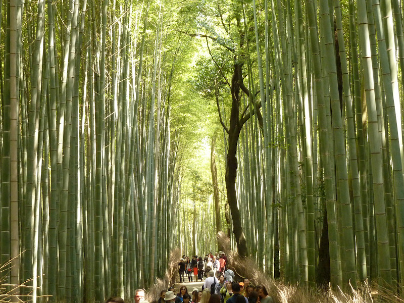 Arashiyama Bamboo Grove in Kyoto