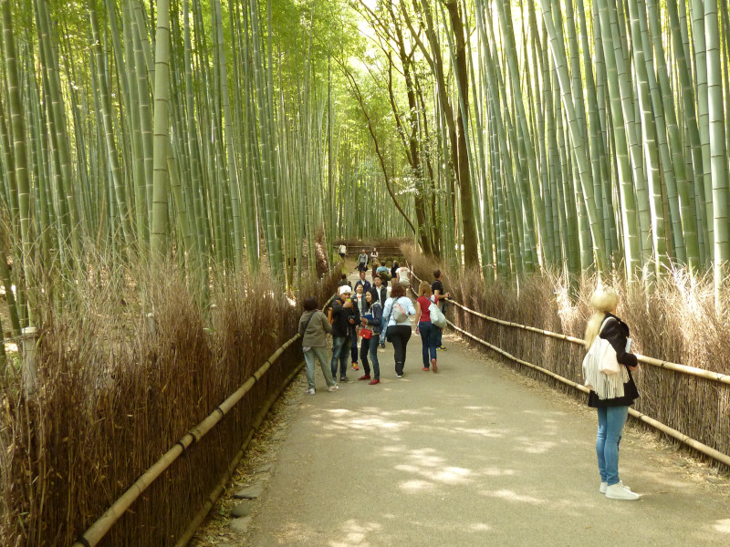 Arashiyama Bamboo Grove, Arashiyama & Sagano, Kyoto