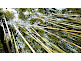 Arashiyama Bamboo Grove in Kyoto
