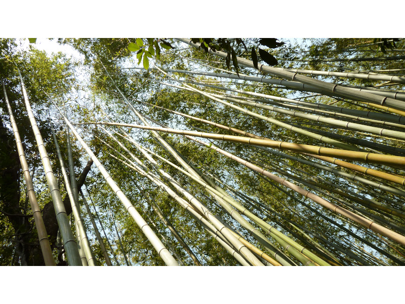 Arashiyama Bamboo Grove in Kyoto