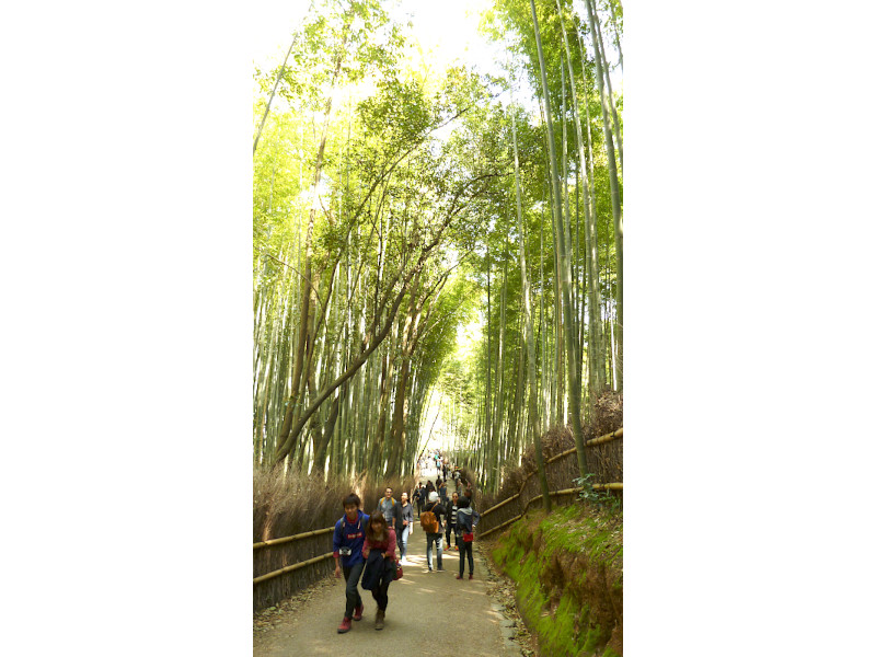 Arashiyama Bamboo Grove in Kyoto