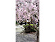 Cherry Blossom Bukkoji Mausoleum in Kyoto