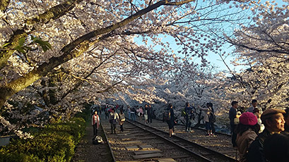 Keage Incline Cherry Blossom Season