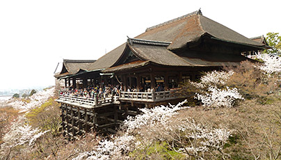 Kiyomizudera Cherry Blossom Season