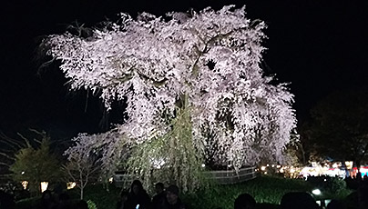 Maruyama Park Cherry Blossom Season