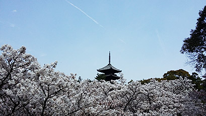 Ninnaji Cherry Blossom Season