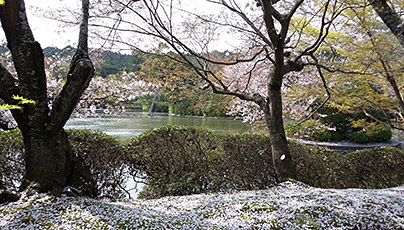 Ryoanji Temple Cherry Blossom Season